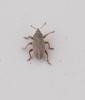 Tychius sp.
